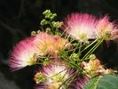 picture of a flowering tree on Patmos
